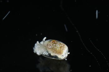 Media type: image;   Malacology 393732 Description: live specimen;